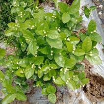 广西南宁横县黎家重瓣茉莉花窝苗盆景花卉盆栽绿植茉莉花