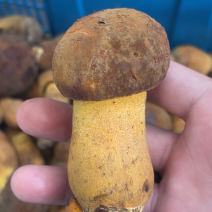 黄濑头、黄牛肝菌