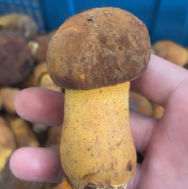 黄濑头、黄牛肝菌