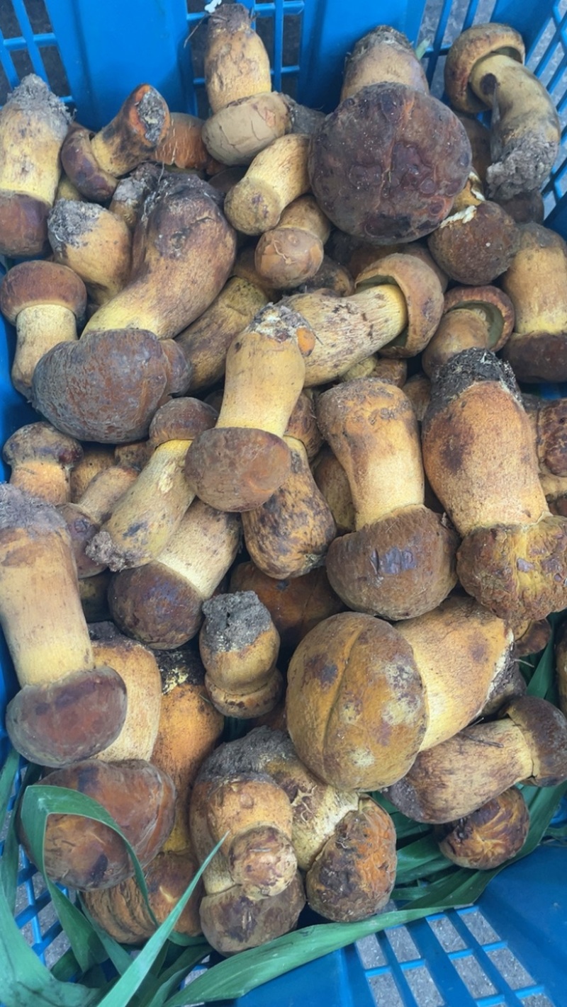 黄濑头、黄牛肝菌