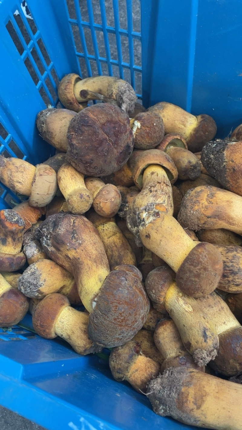 黄濑头、黄牛肝菌