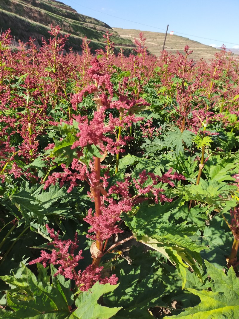 大黄种籽