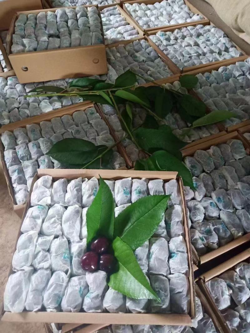 精品甘肃套袋大樱桃口感甜美大量上市全国包邮