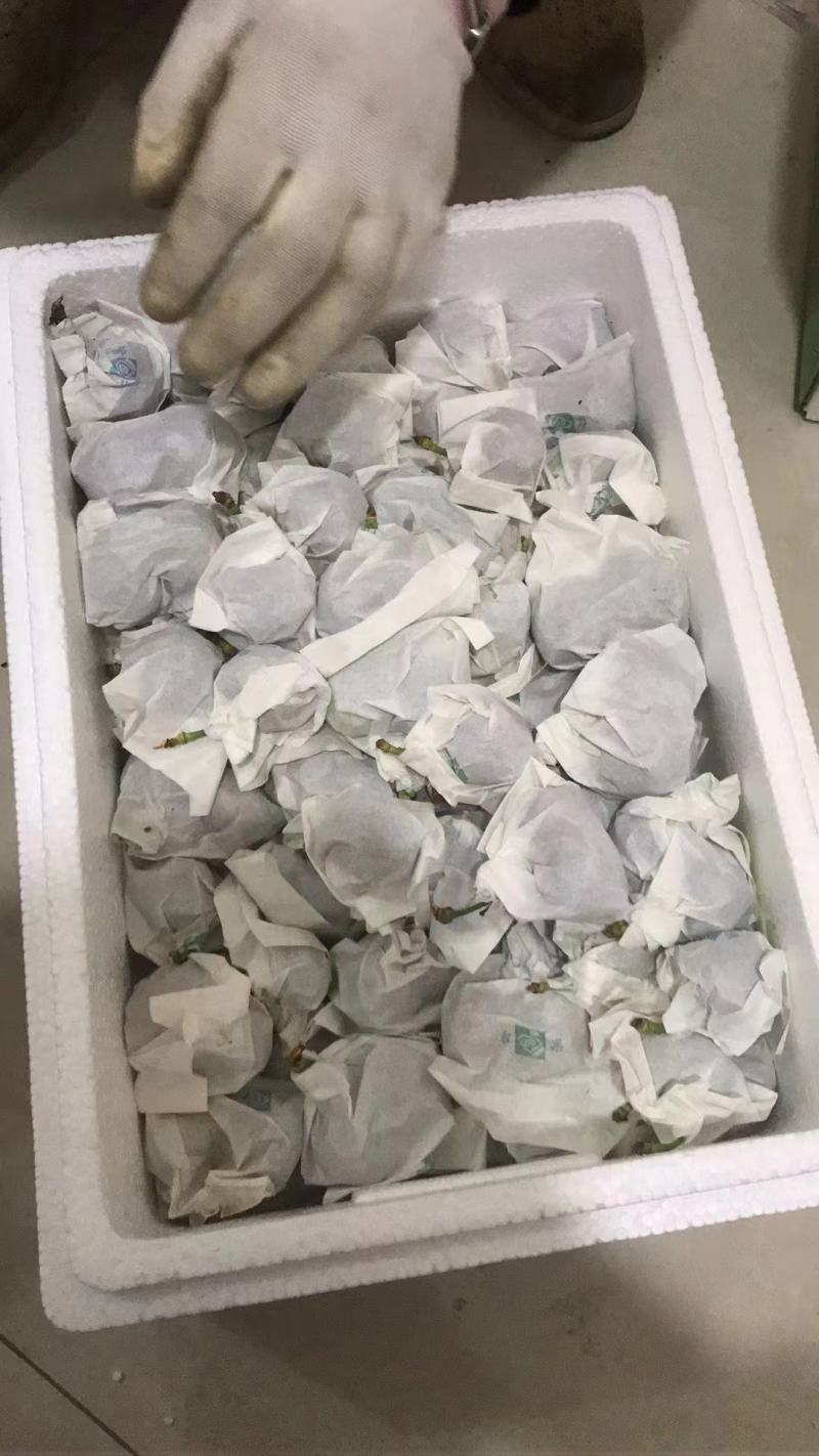 精品甘肃套袋大樱桃口感甜美大量上市全国包邮