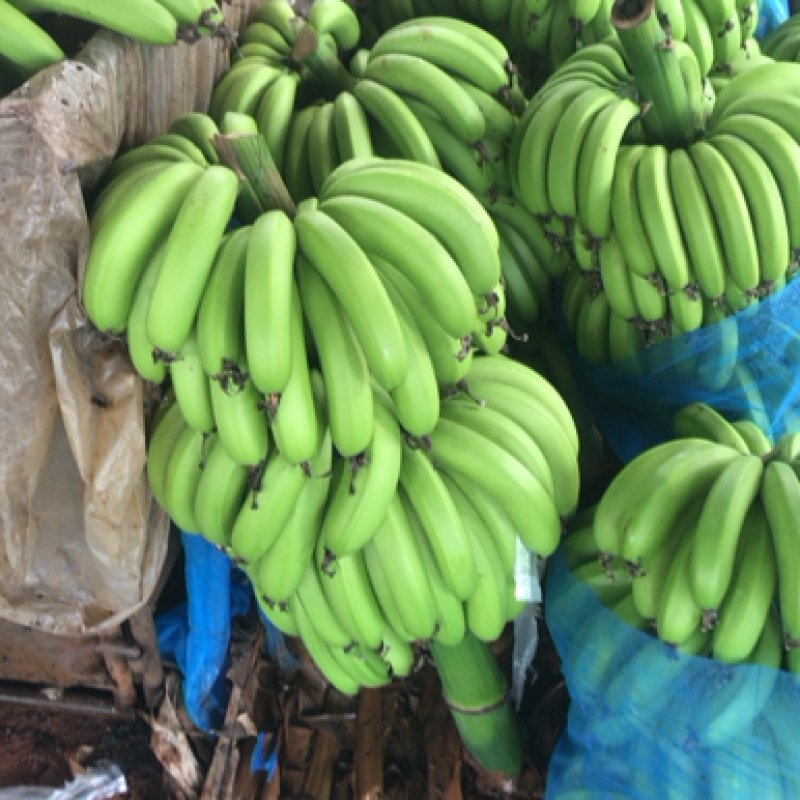 大量精品香蕉