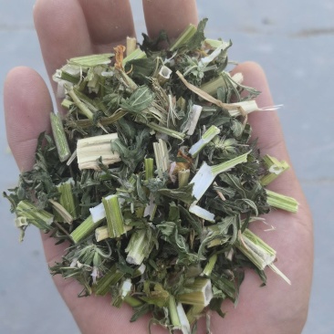 益母草大货