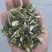 益母草大货