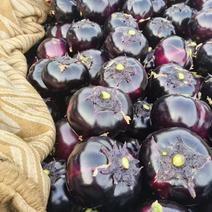 邯郸精品圆茄，紫光茄子大量上市中质量杠杠滴