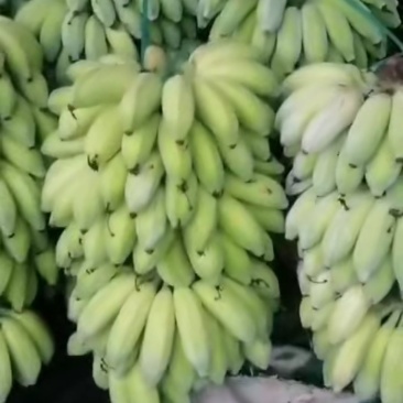 芭蕉