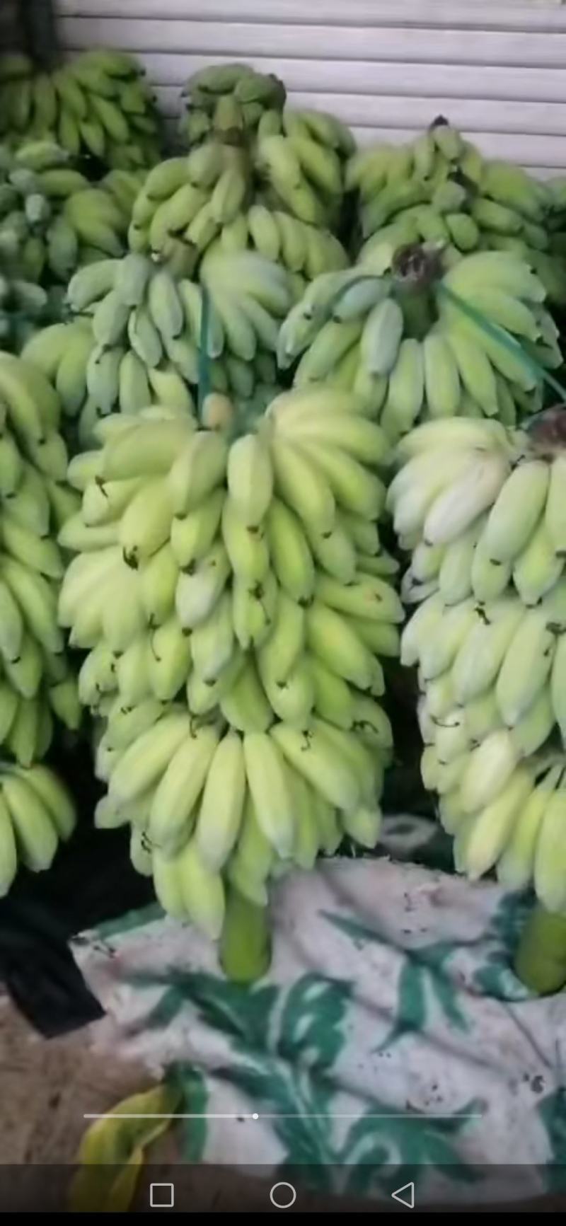 芭蕉