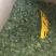 三七花