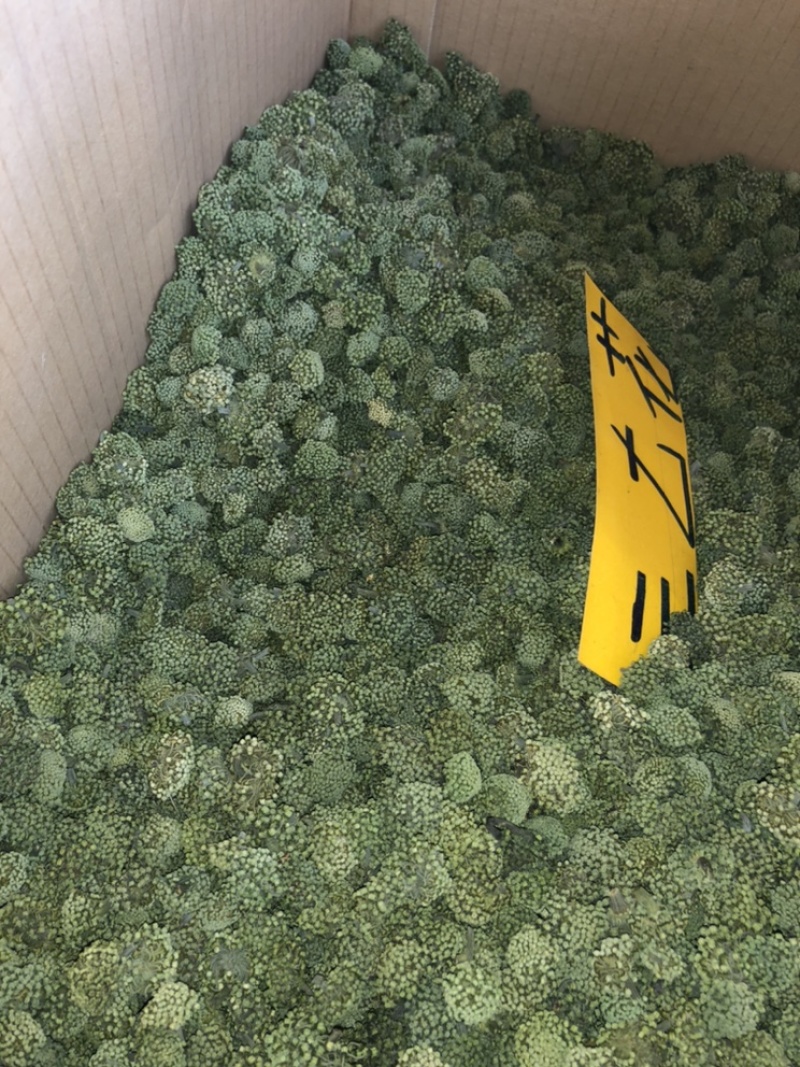 三七花