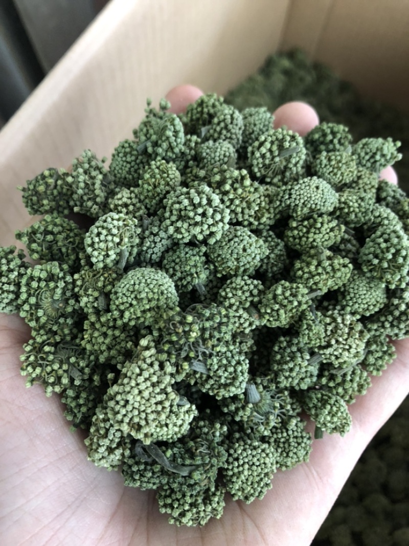 三七花