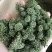 三七花