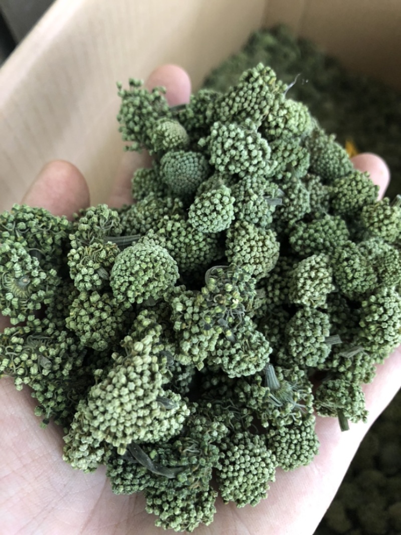 三七花