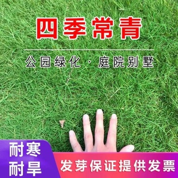 四季青草坪种子基地直发无中介质量如图