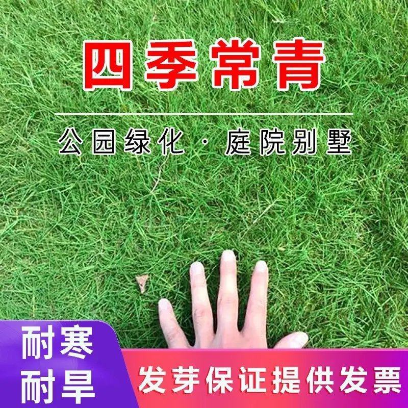 四季青草坪种子基地直发无中介质量如图