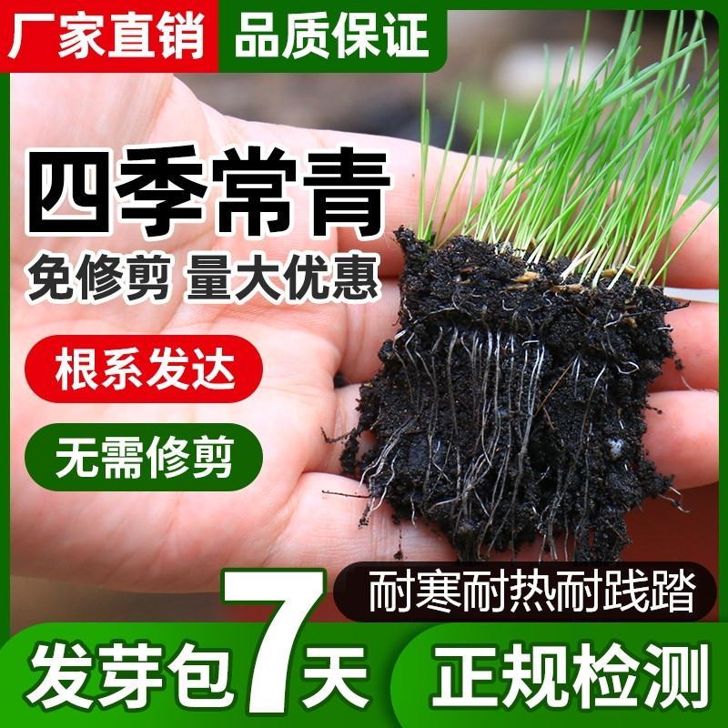 四季青草坪种子基地直发无中介质量如图