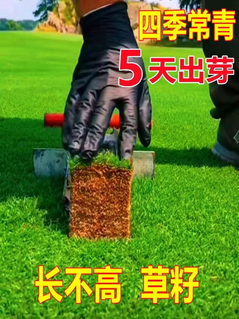 四季青草坪种子基地直发无中介质量如图