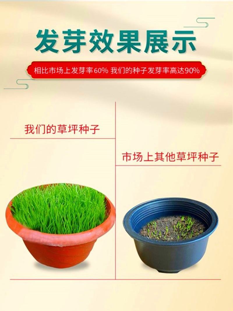 四季青草坪种子基地直发无中介质量如图