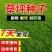 四季青草坪种子基地直发无中介质量如图