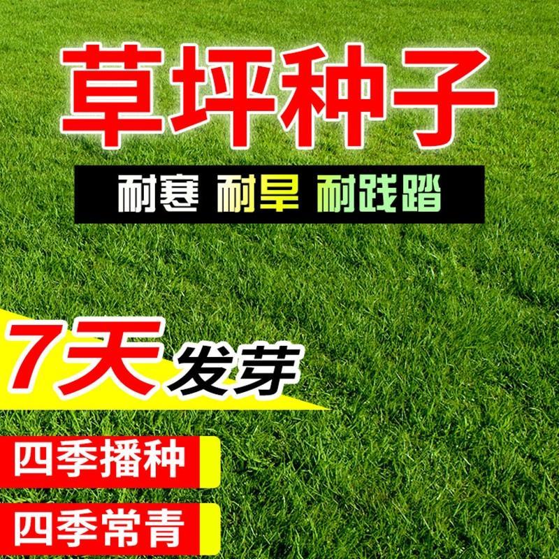 四季青草坪种子基地直发无中介质量如图