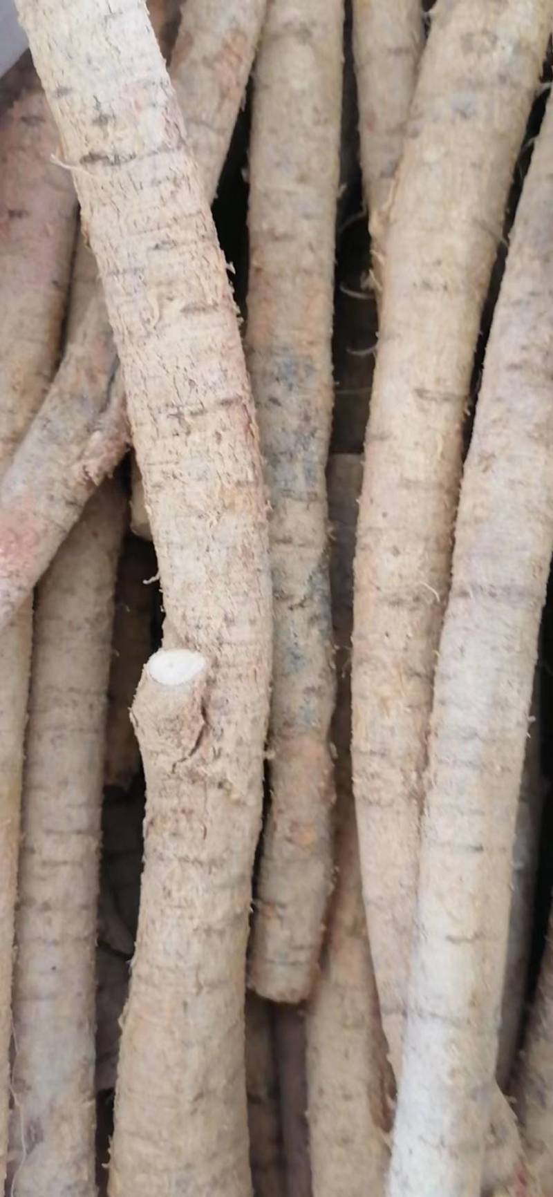 新鲜中叶牛大力，根，小次，大次，小小牛，煲汤泡酒口味甘甜