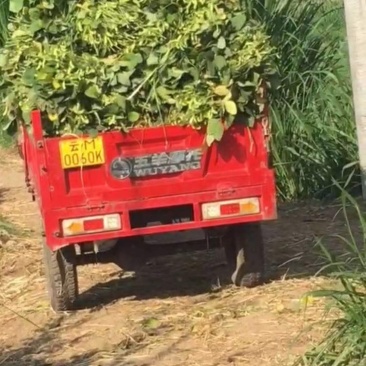 新鲜毛豆