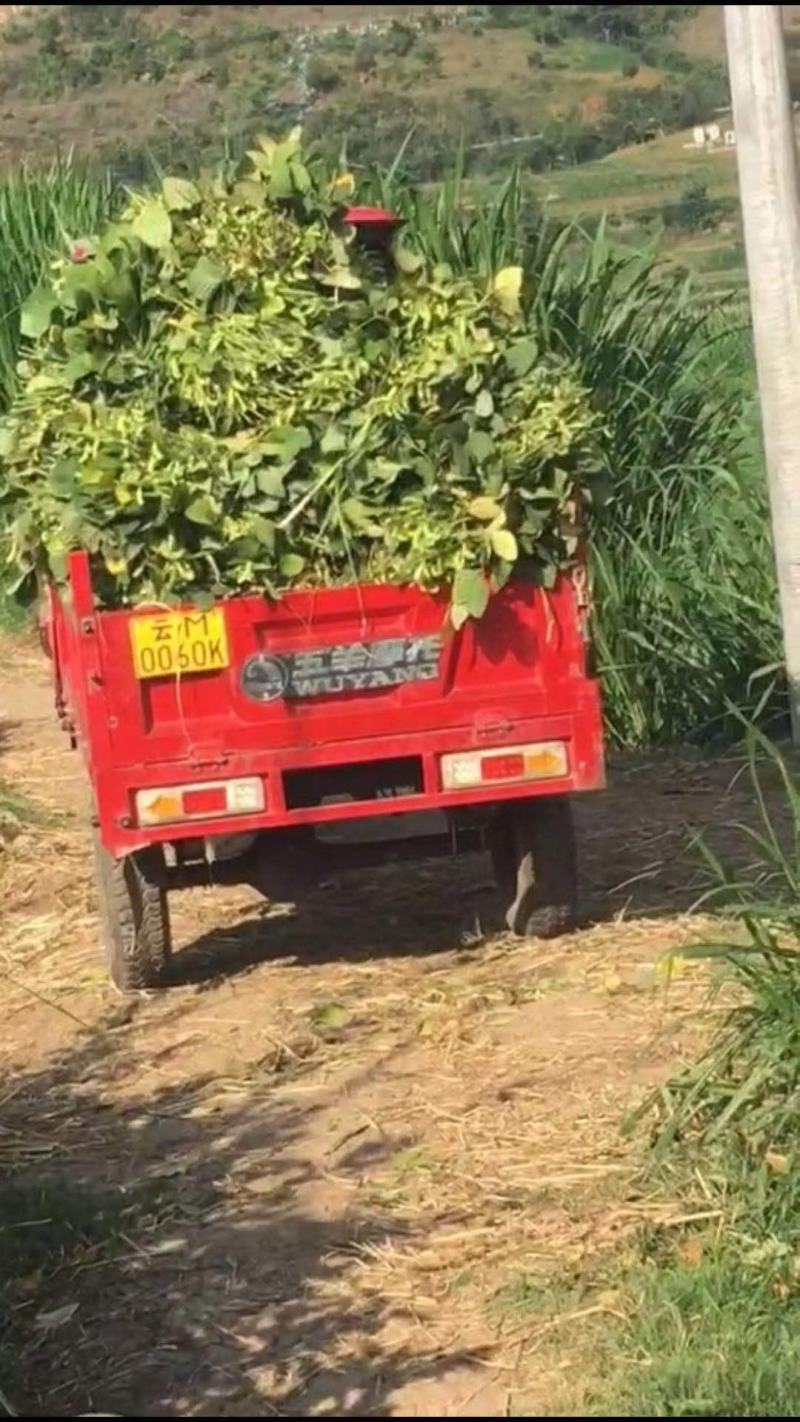 新鲜毛豆