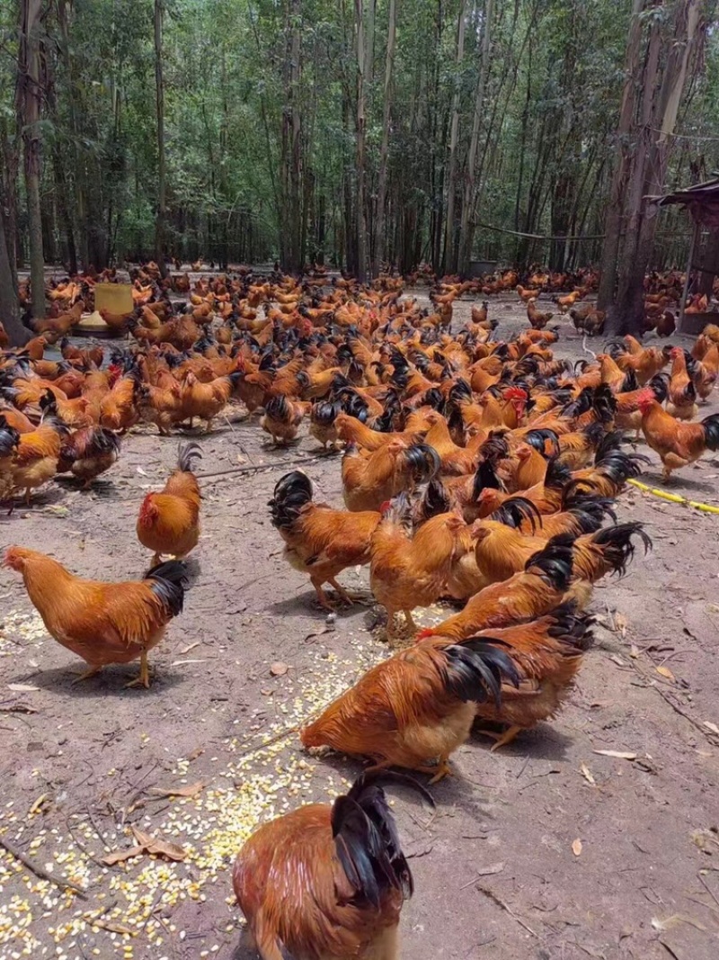 160天重量5.5老水货土阉鸡🐔