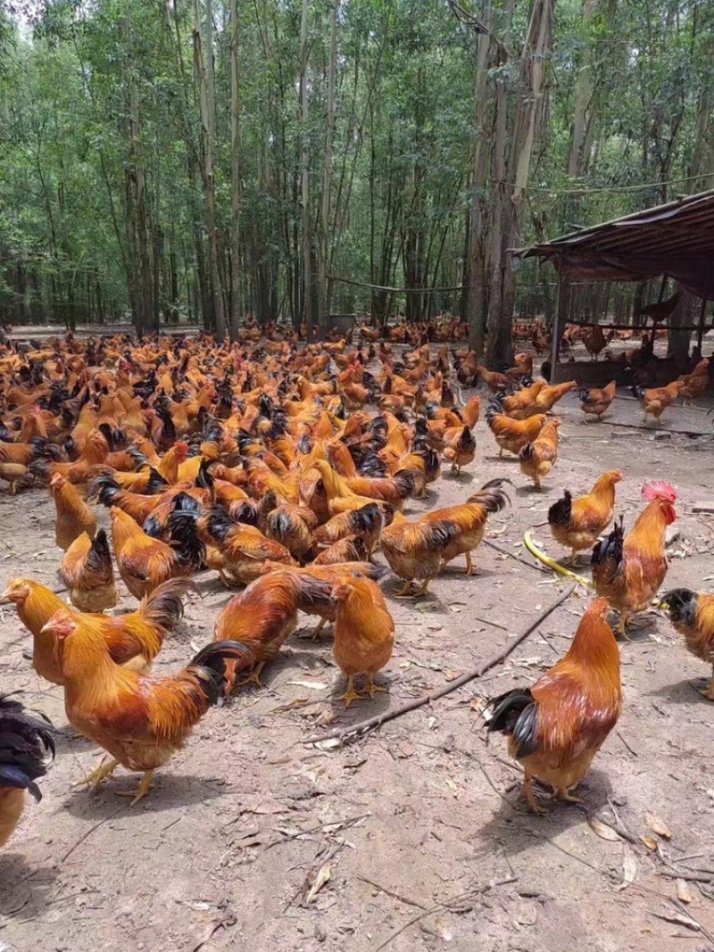 160天重量5.5老水货土阉鸡🐔