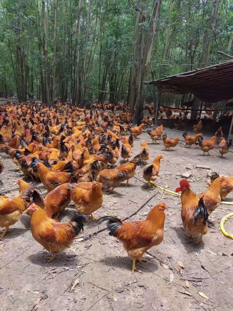 160天重量5.5老水货土阉鸡🐔