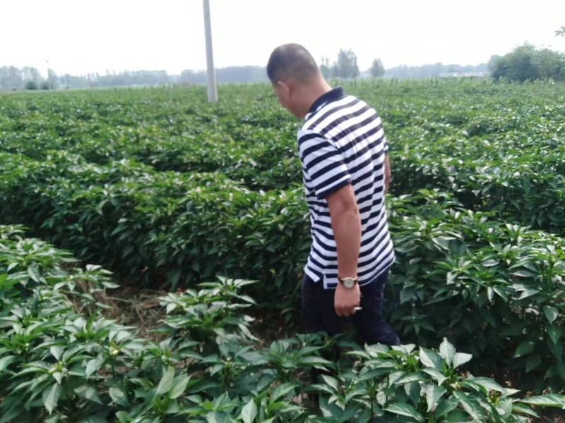 鼎红品朝天椒种子产量高辣度高抗病耐重茬早熟1500斤引进