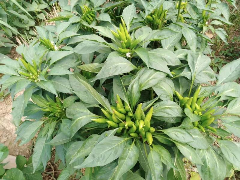鼎红品朝天椒种子产量高辣度高抗病耐重茬早熟1500斤引进