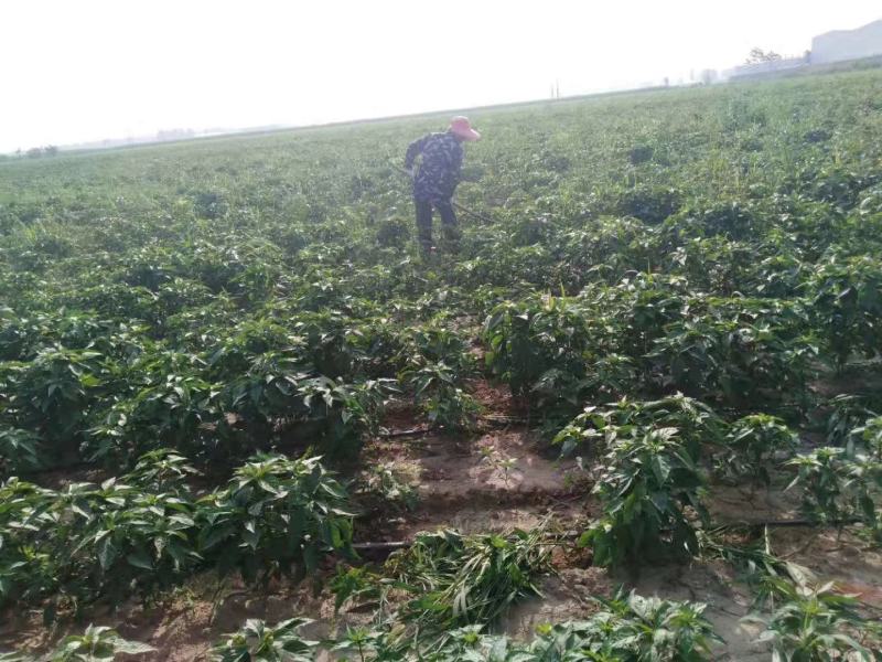 鼎红品朝天椒种子产量高辣度高抗病耐重茬早熟1500斤引进