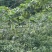 蔬菜基地冬瓜出售，米冬瓜。又粉又嫩。欢迎订购