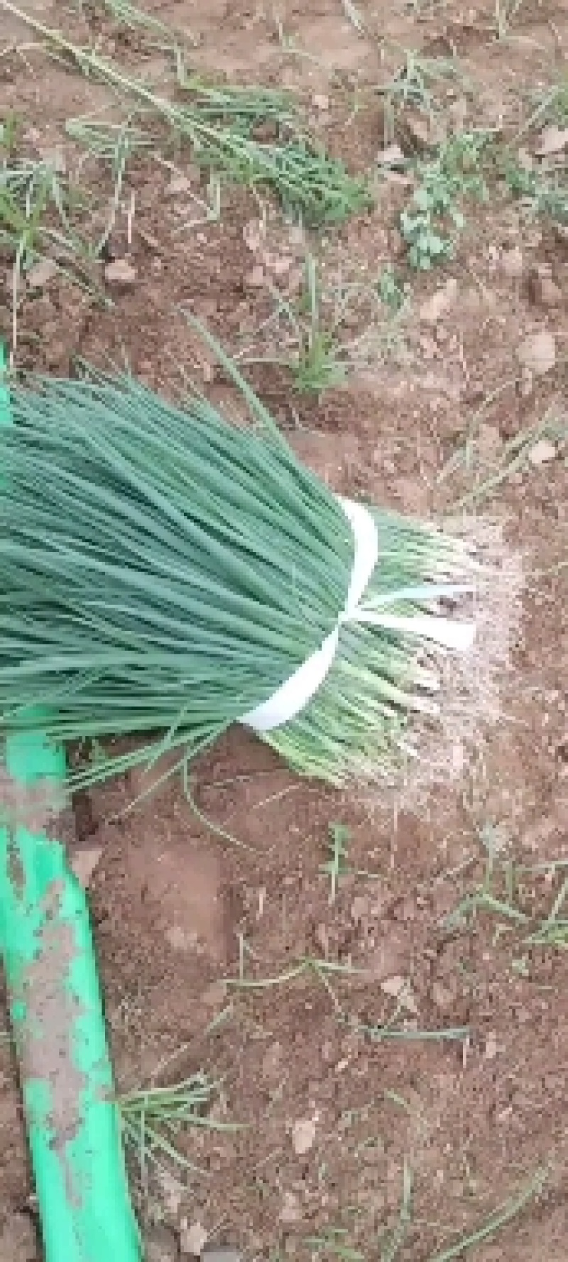 商丘葱苗，钢葱和长白二代品种，欢迎老板来定货