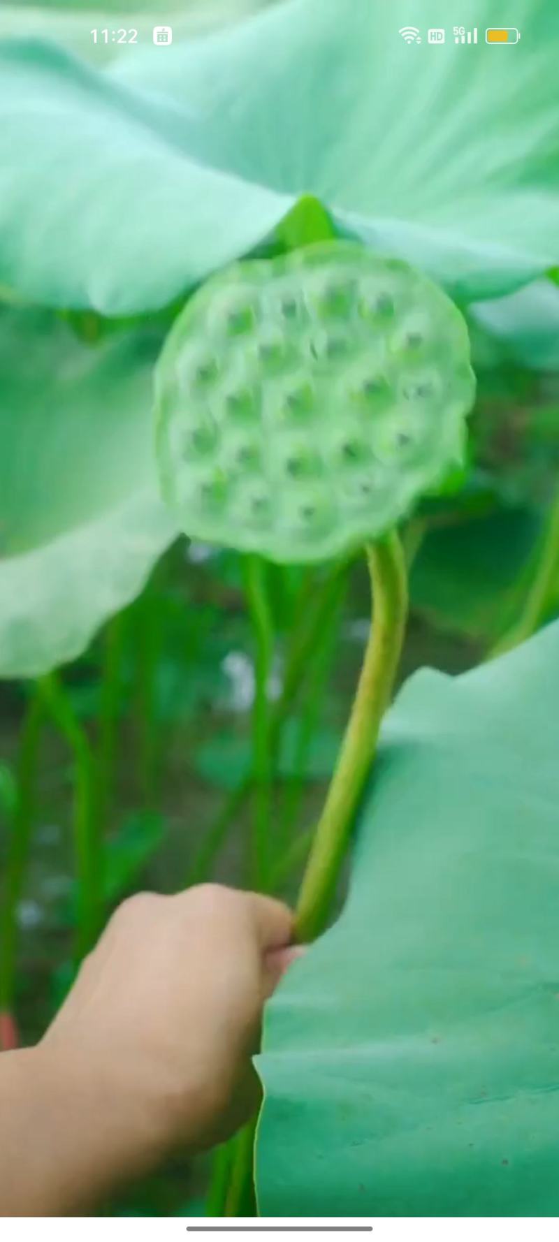 新鲜莲蓬米，真空包装