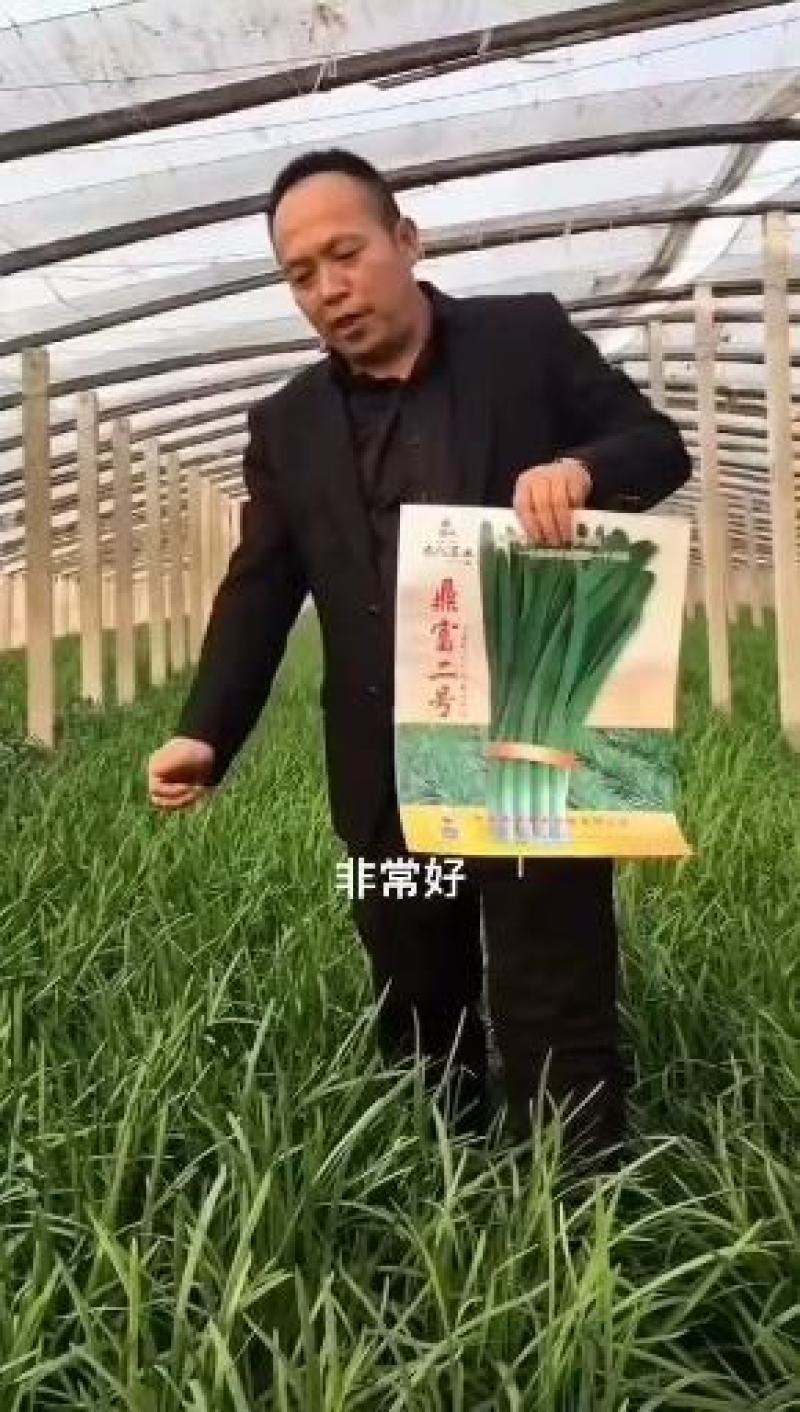 博繁雪韭菜种子抗寒性强不干尖抗病耐逆性好味浓香囗感好