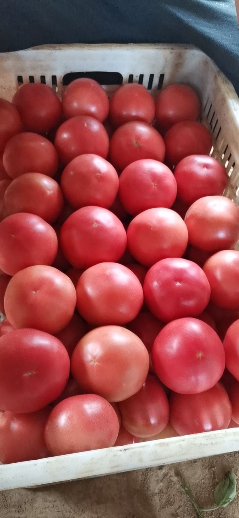 硬粉西红柿陕西富硒西红柿品质货源可长期供货欢迎选