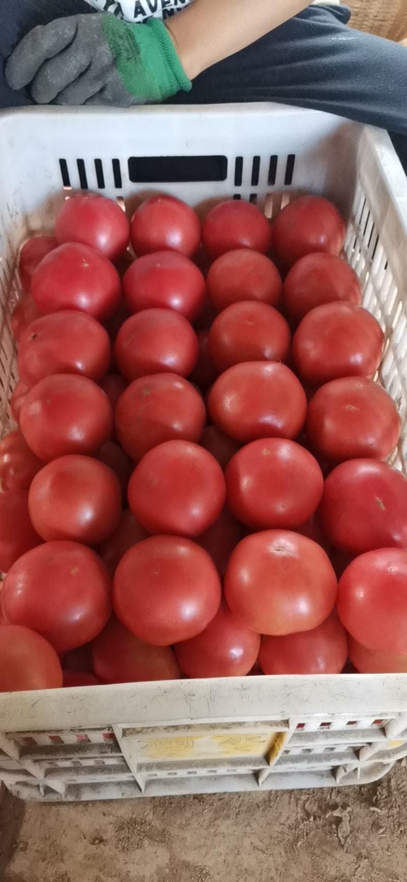 硬粉西红柿陕西富硒西红柿品质货源可长期供货欢迎选