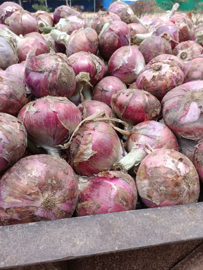 洋葱紫皮洋葱、红皮洋葱8零起步电商食堂市场
