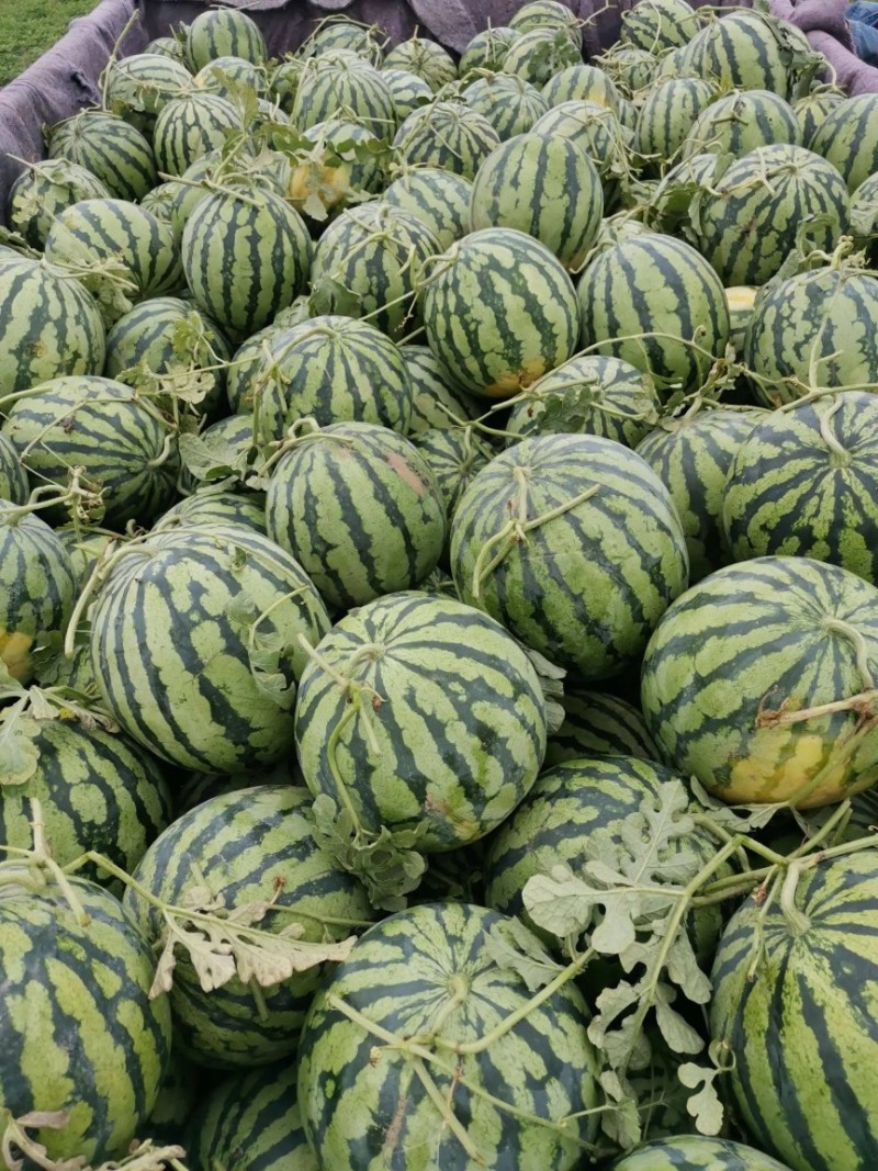 河南周口万亩西瓜基地大量上市保质保量可视频欢迎考察