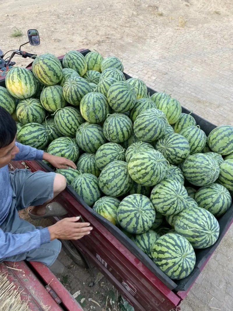 河南周口万亩西瓜基地大量上市保质保量可视频欢迎考察