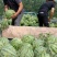 河南周口万亩西瓜基地大量上市保质保量可视频欢迎考察