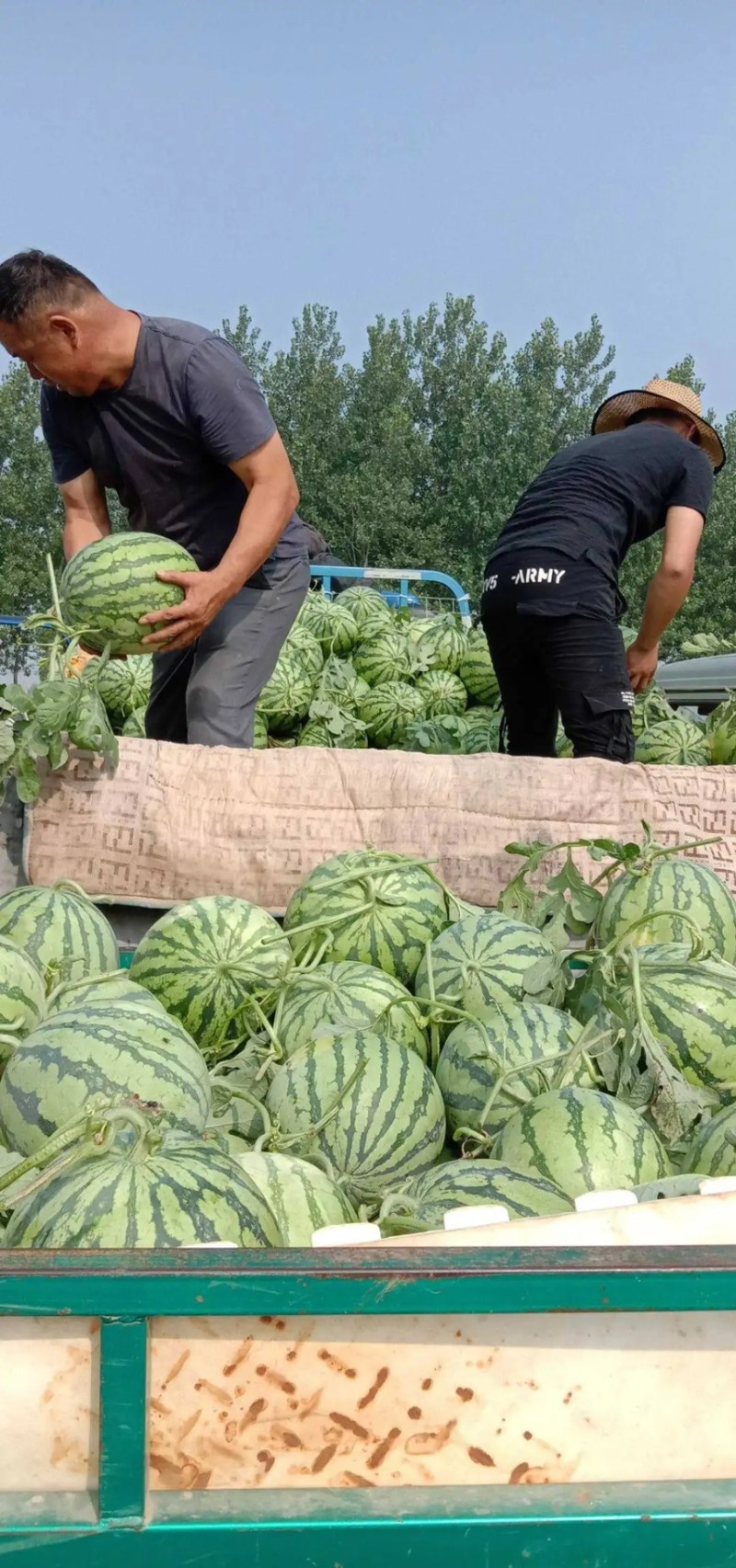 河南周口万亩西瓜基地大量上市保质保量可视频欢迎考察
