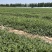 河南周口万亩西瓜基地大量上市保质保量可视频欢迎考察