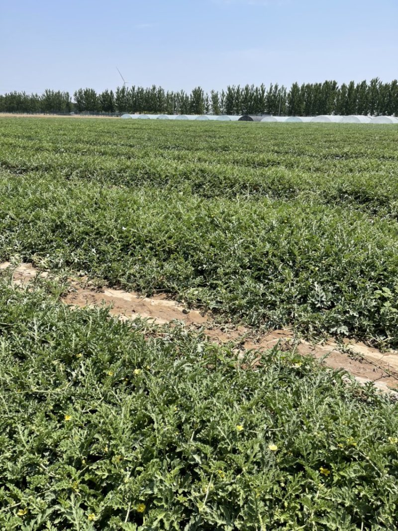 河南周口万亩西瓜基地大量上市保质保量可视频欢迎考察