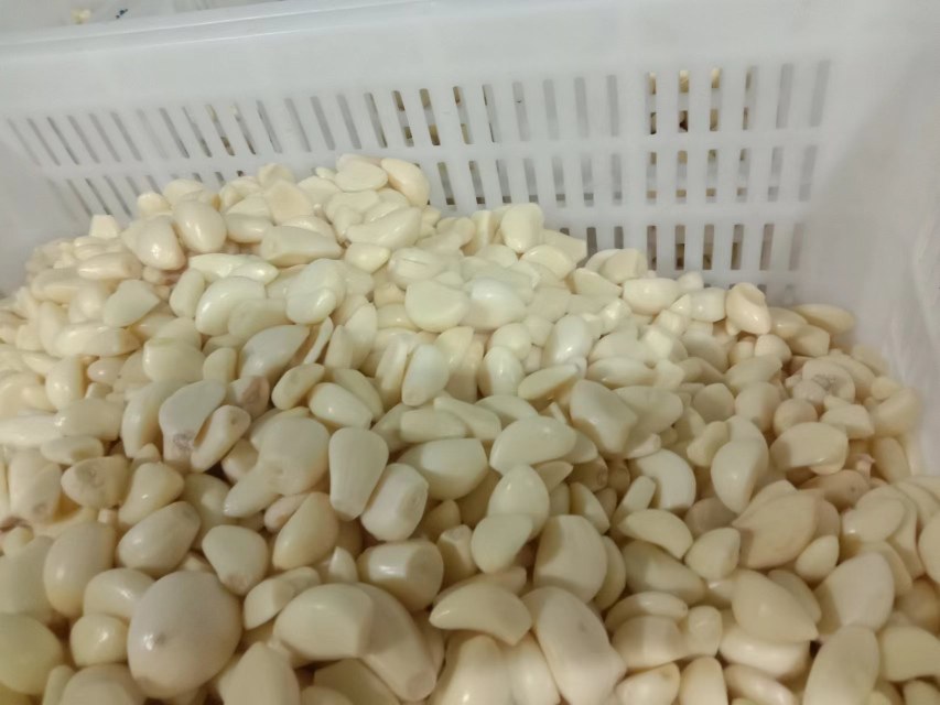 展示几瓣新鲜大蒜被均匀地埋入大米中的场景 大蒜放入大米中