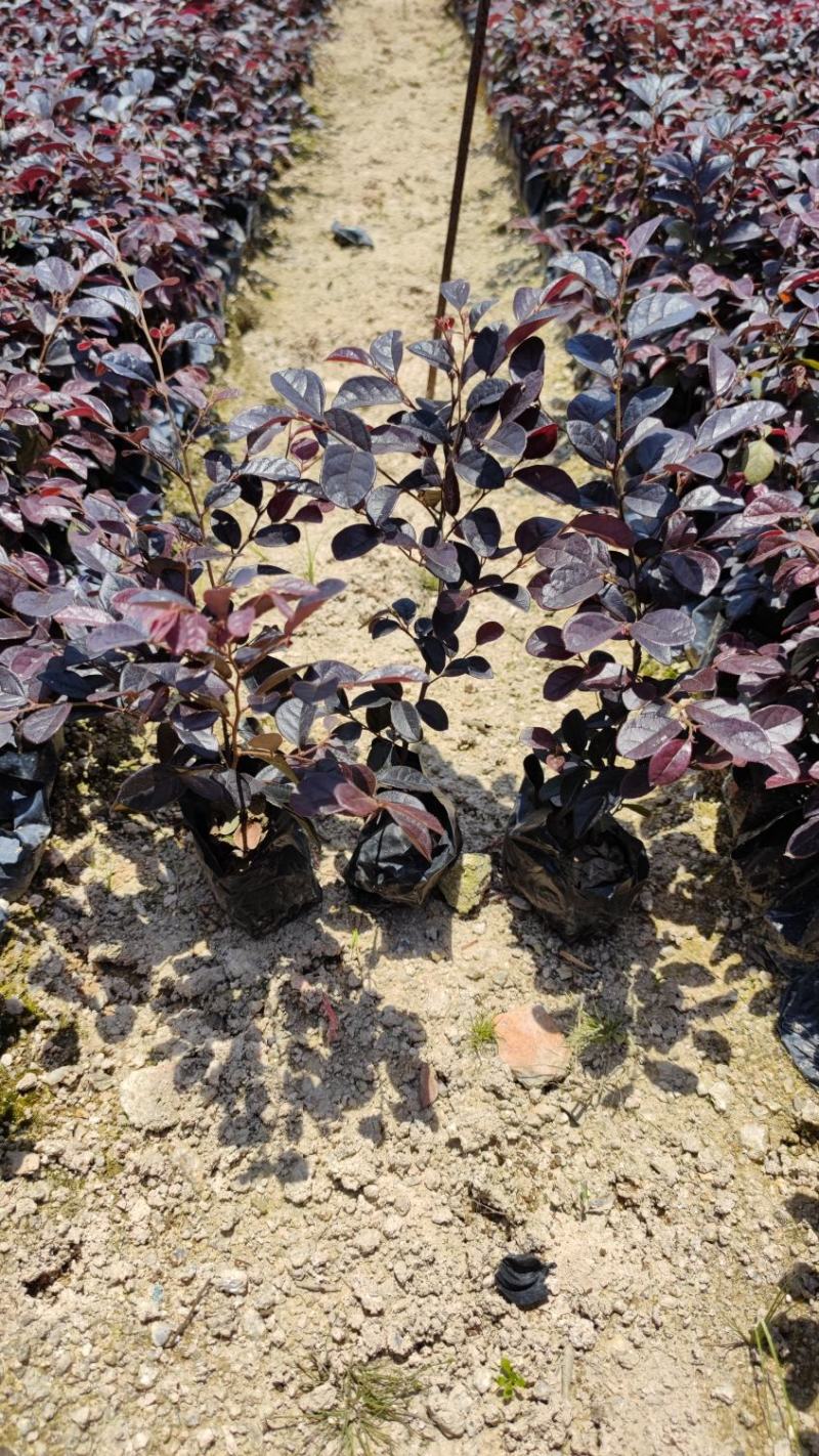 红花继木红继木高18到30厘米福建漳州苗木基地